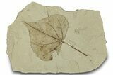 Detailed Fossil Leaf (Populus) - Green River Formation, Utah #323177-1